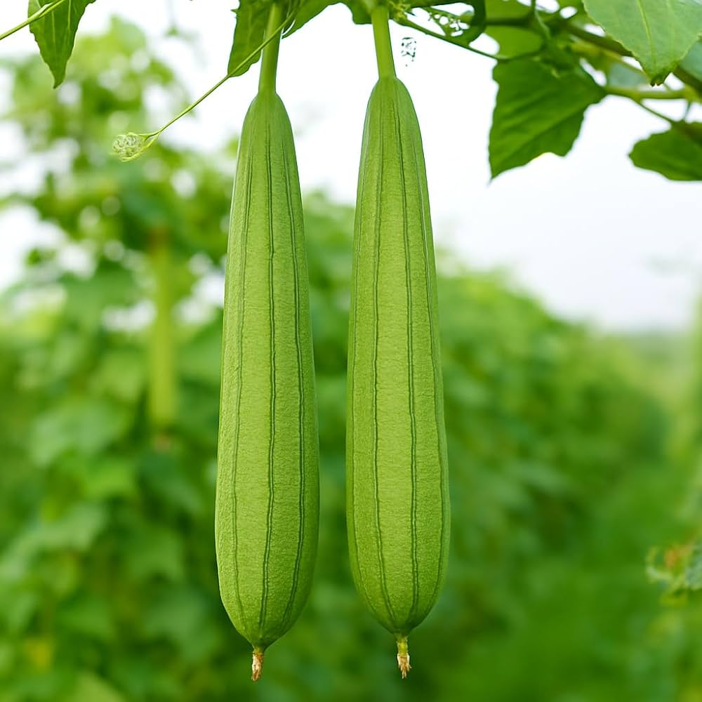 White Green Luffa Vegetable Seeds for Easy Planting