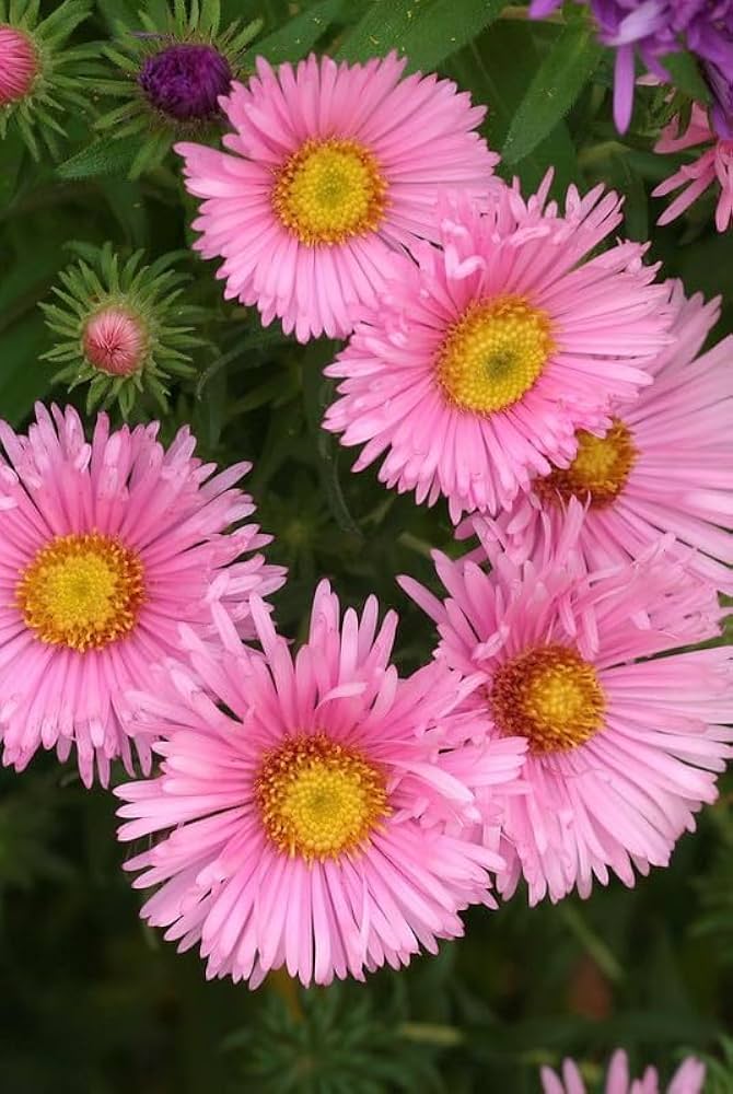 Aster Seeds for Planting Aster Amellus flower bed border garden