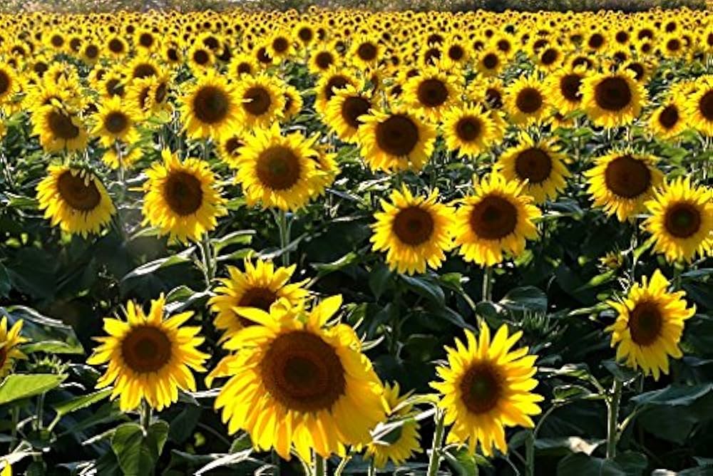 Chianti Sunflower Seeds for Planting Helianthus Annuus flower bed pollinator garden