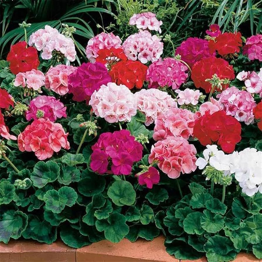 Geranium Mix Pelargonium Flower Seeds for Planting | Vibrant Annual Flower Seeds for Your Garden - Evergrowseeds