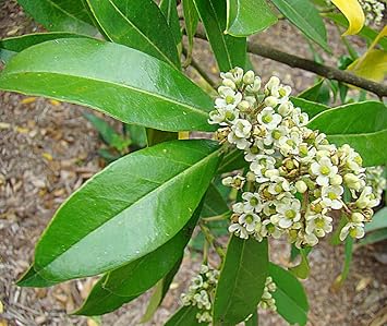 Ilex Paraguayensis Flower Seeds blooming in flower beds, containers, borders, and pollinator-friendly gardens