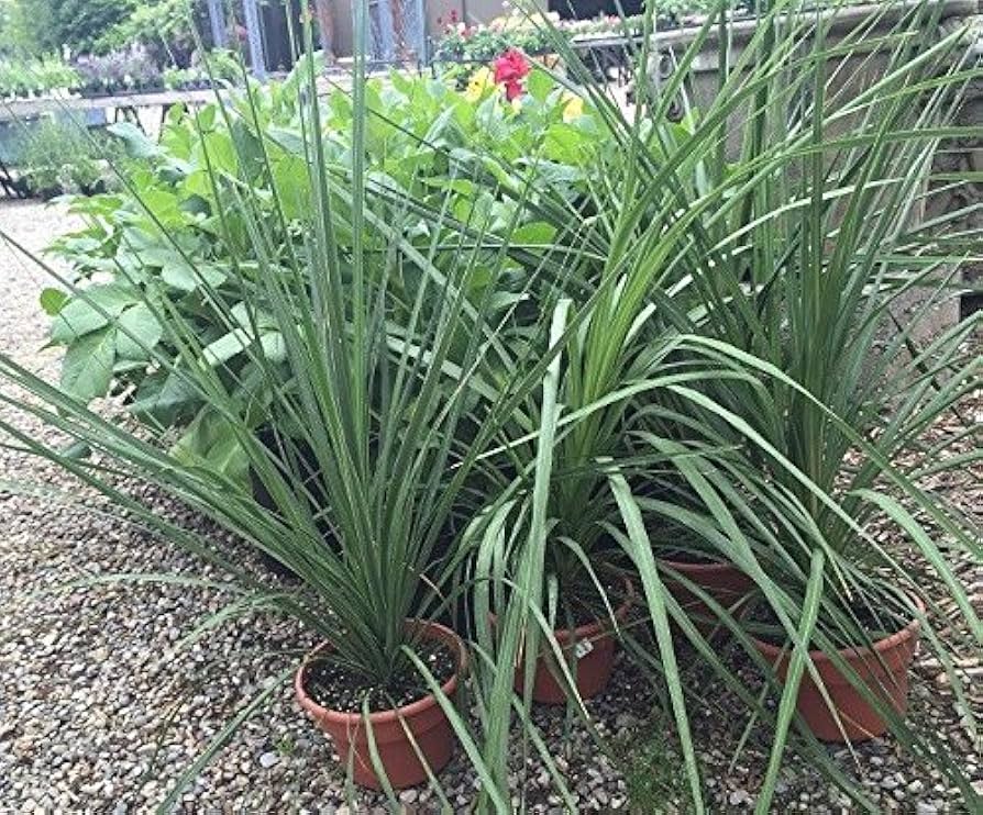 Dracaena Spike Seeds for Planting Ornamental Grass-like Accents