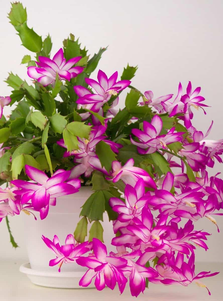 White Pink Zygocactus Truncatus Flower seeds for Planting - Long Bloom Season, Heirloom & GMO Free Seeds for Home Garden