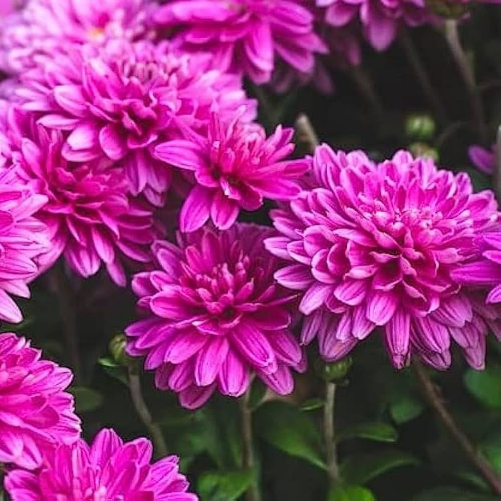 Deep Pink Chrysanthemum Flower seeds for Planting - Pollinator Friendly, Heirloom & GMO Free Seeds for Home Garden