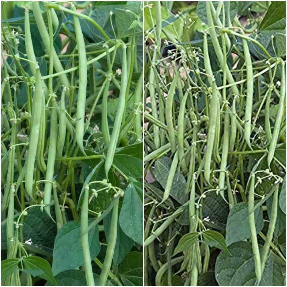 Bean Seeds for Planting vegetable patch home garden