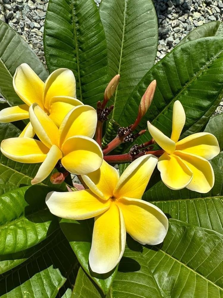 Frangipani Light Yellow Flower seeds for Planting - Easy to Grow, Heirloom & GMO Free Seeds for Home Garden
