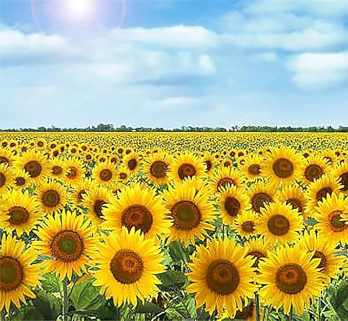 Sunflower Teddy Bear Helianthus annuus Flower Seeds for Planting in Garden