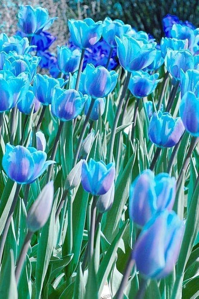 Tulip Flower Seeds Sky Blue Flower seeds for Planting - Cut Flower Favorite, Heirloom & GMO Free Seeds for Home Garden