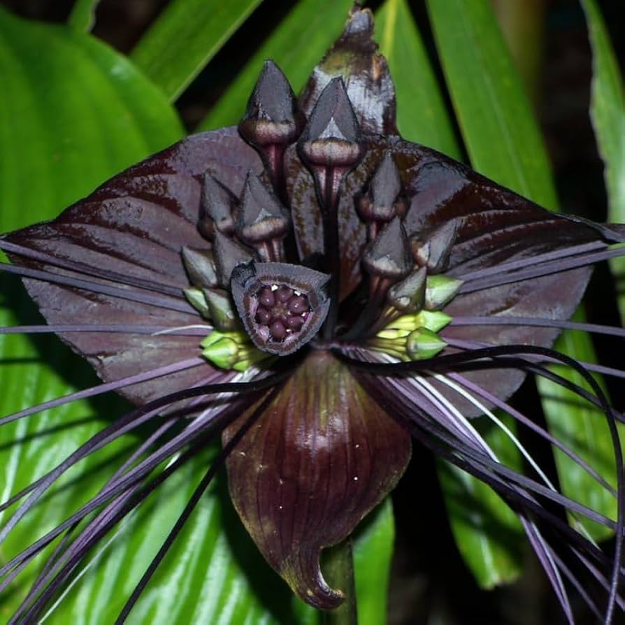 Tiger Orchid Flower seeds for Planting - Seasonal Bloomer, Heirloom & GMO Free Seeds for Home Garden