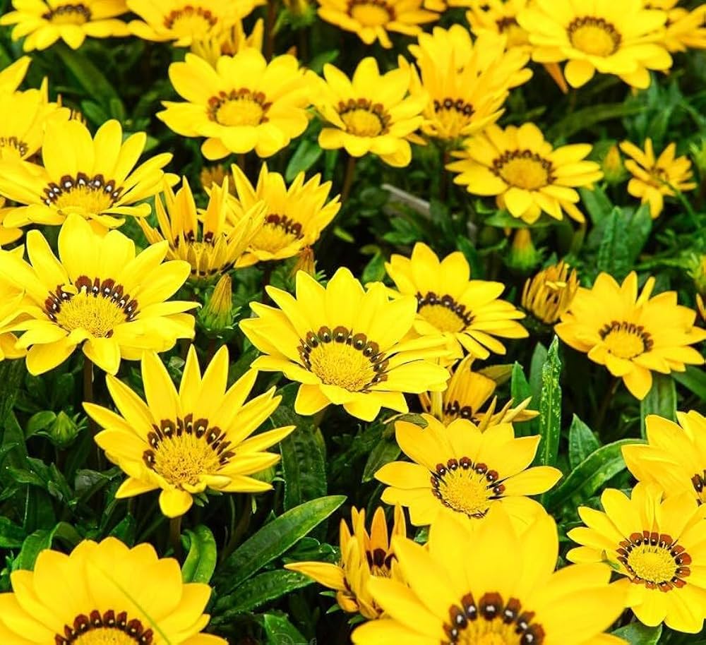 Yellow Gazania Flower Seeds for Planting Shade Tolerant Heirloom & GMO Free Seeds for Home Garden
Sale