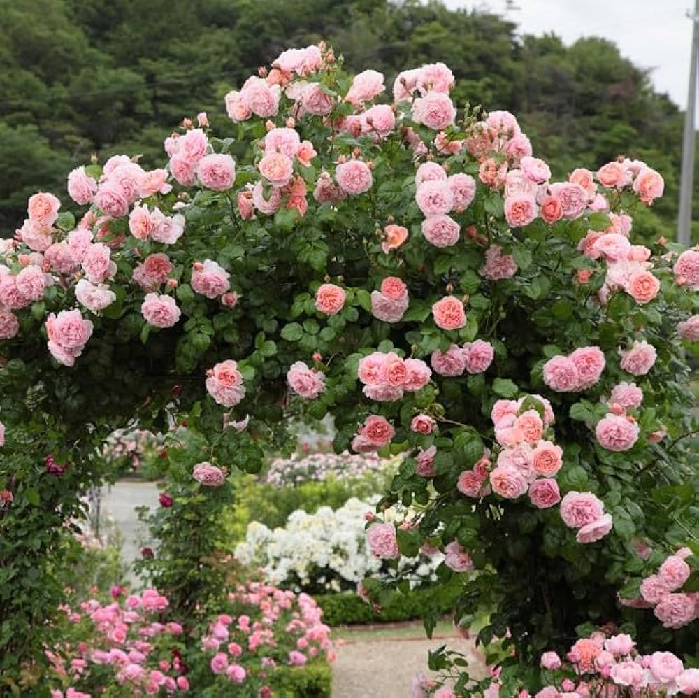 Pink Climbing Roses Flower seeds for Planting - Easy to Grow, Heirloom & GMO Free Seeds for Home Garden