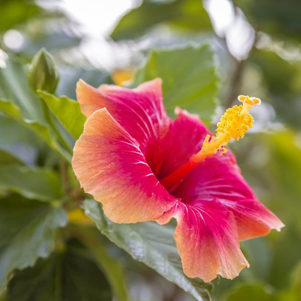 Mischfarbe Hibiskus Hibiscus rosa-sinensis for planting in flower bed