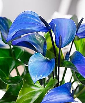 Anthurium Flower seeds for Planting Low Maintenance Heirloom & GMO Free Seeds for Home Garden
Sale for planting in home garden