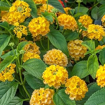 Deep Yellow Lantana Flower Seed for Planting Colorful Display Heirloom & GMO Free Seeds for Home Garden
Sale for planting in home garden