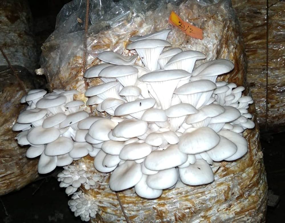 Evergrowseeds Lactarius resimus mushroom vegetable flower seeds for garden planting, showing seed packets with colorful packaging.