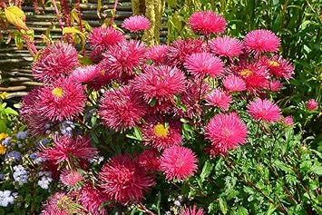 Pink Callistephus Flower seeds blooming in flower beds, containers, borders, and pollinator-friendly gardens