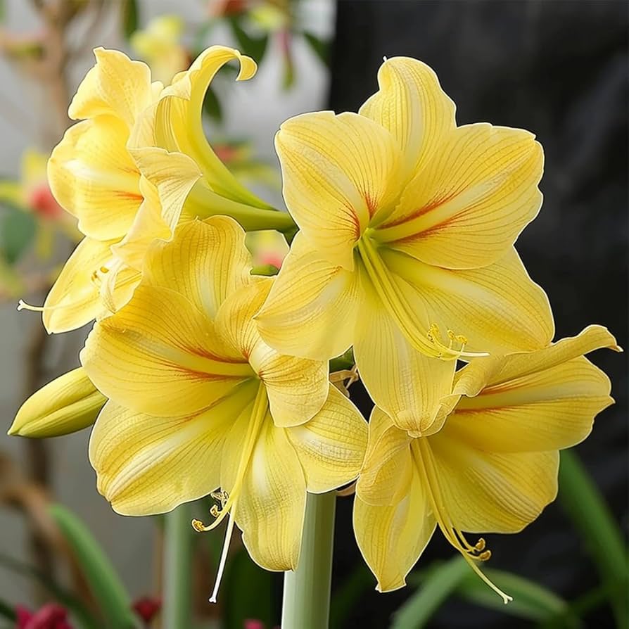 Yellow Sunrise Amaryllis Hippeastrum spp. Bulbs for Planting - Great for Flower Bed & Indoor Garden