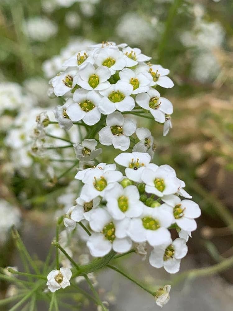 Alyssum Flower seeds for Planting Shade Tolerant Heirloom & GMO Free Seeds for Home Garden