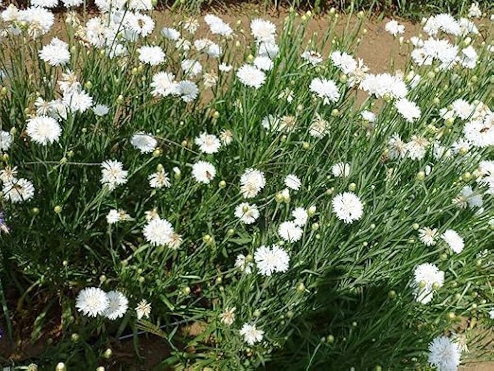 Bachelor Button Centaurea cyanus Seeds for Planting wildflower garden flower border