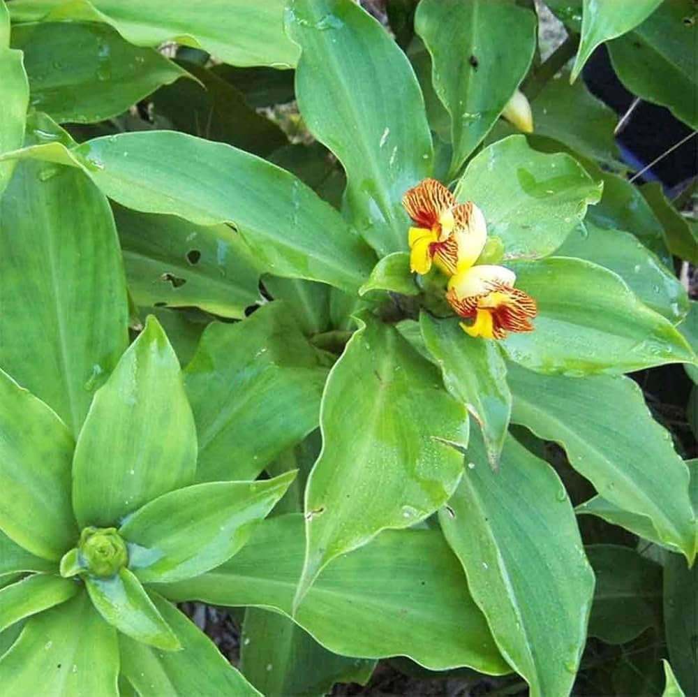 Insulin Plant Seeds for Easy Planting