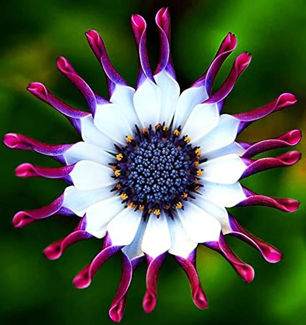 African Blue Daisy Seeds Osteospermum ecklonis for Planting in Flower Bed and Garden Edge