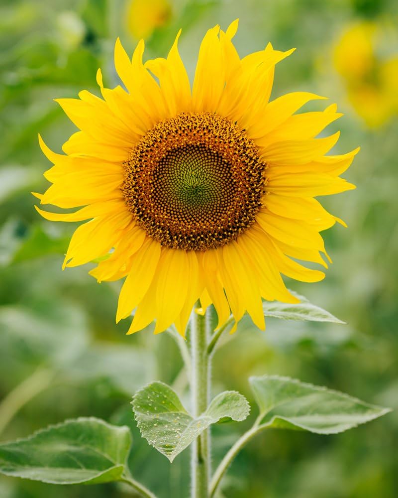 Giant Sunflower Helianthus annuus Seeds for Planting in Flower Bed and Backyard Garden