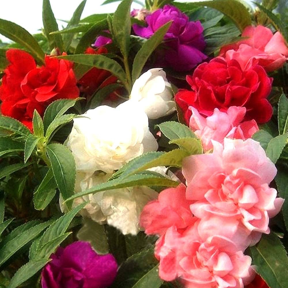 Mixed Jupiter Flower Planting Seed for Plantings for Planting Heirloom Non-GMO Seeds