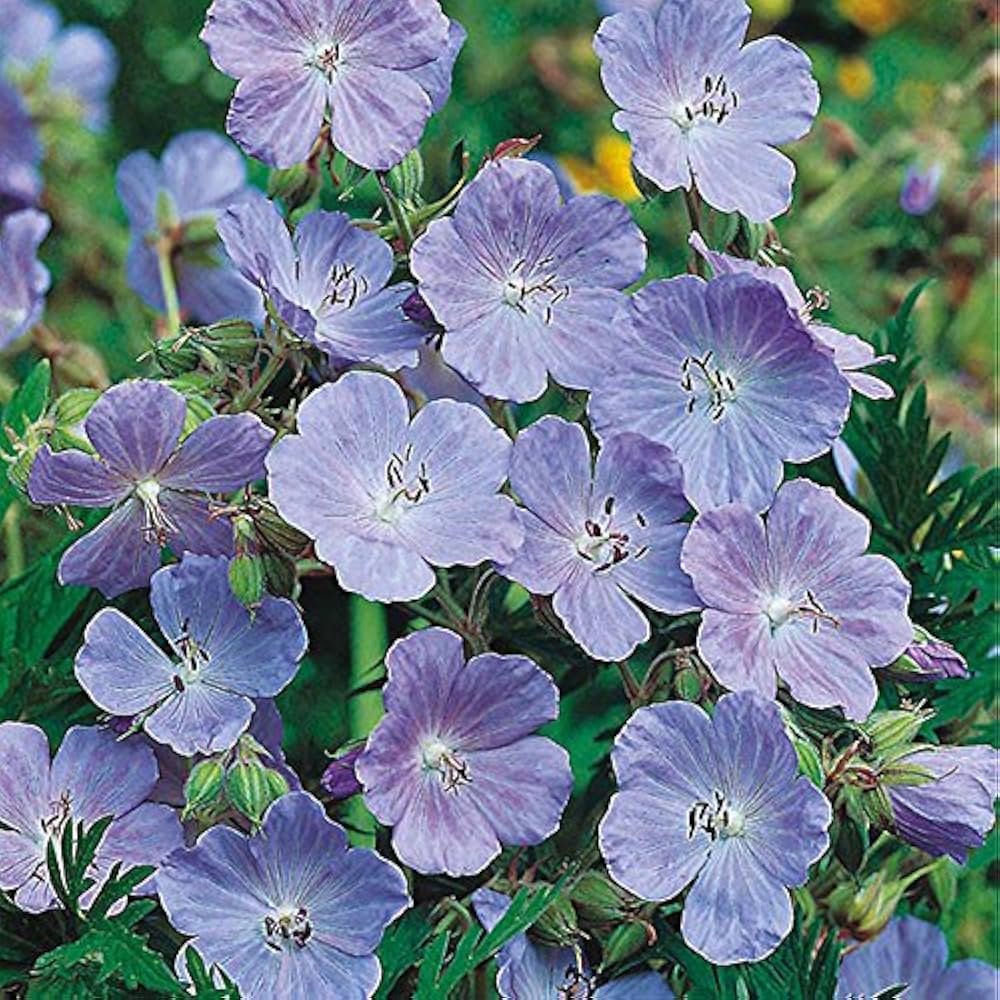 Blue Geranium Flower Seeds Pelargonium spp. for Planting in Flower Border and Garden Bed
