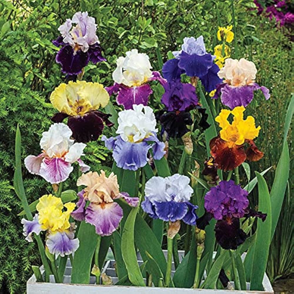 Iris Iris germanica Seeds for Planting in Perennial Garden and Flower Border