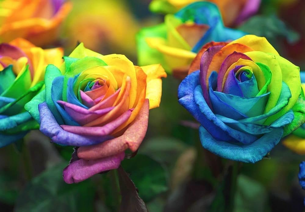 Rainbow Rose Rosa species Seeds for Planting in Flower Bed