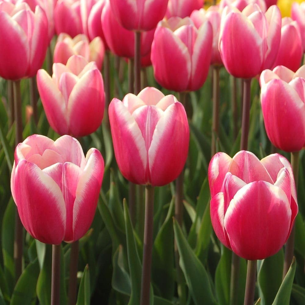 Pink White Tulip Flower seeds blooming in flower beds, containers, borders, and pollinator-friendly gardens