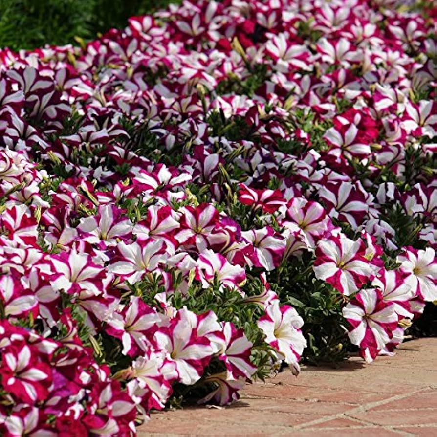 Pelleted Petunia Star Burgundy Stern Seeds
