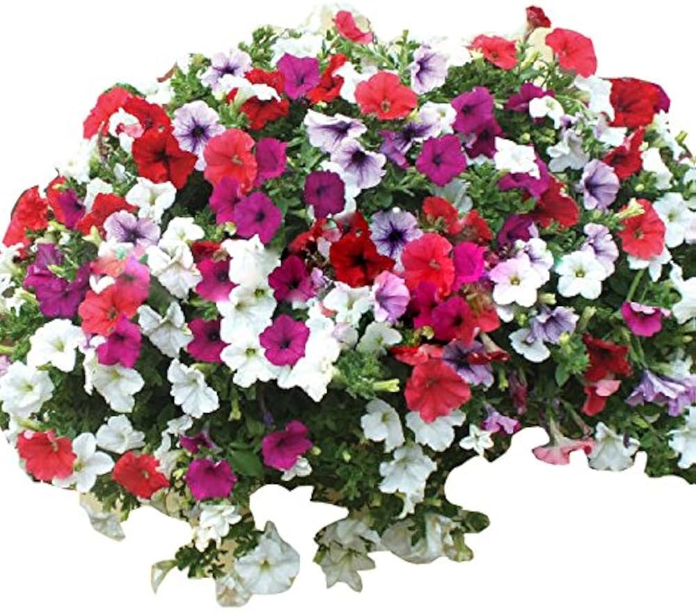 Pelleted Petunia Celebrity Strawberry Ice Seeds