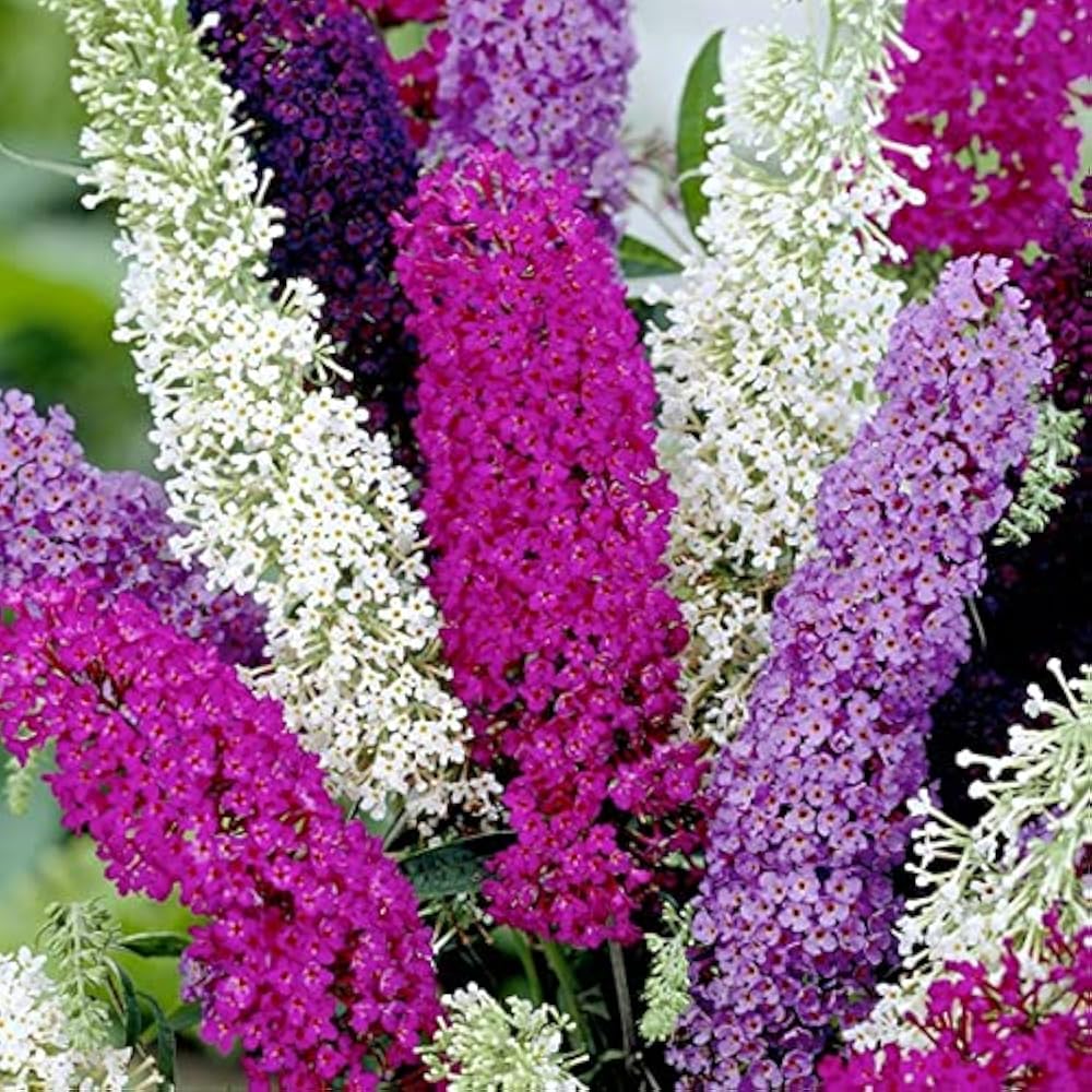Mix Buddleia Flower seeds for Planting - Bright Blooms, Heirloom & GMO Free Seeds for Home Garden