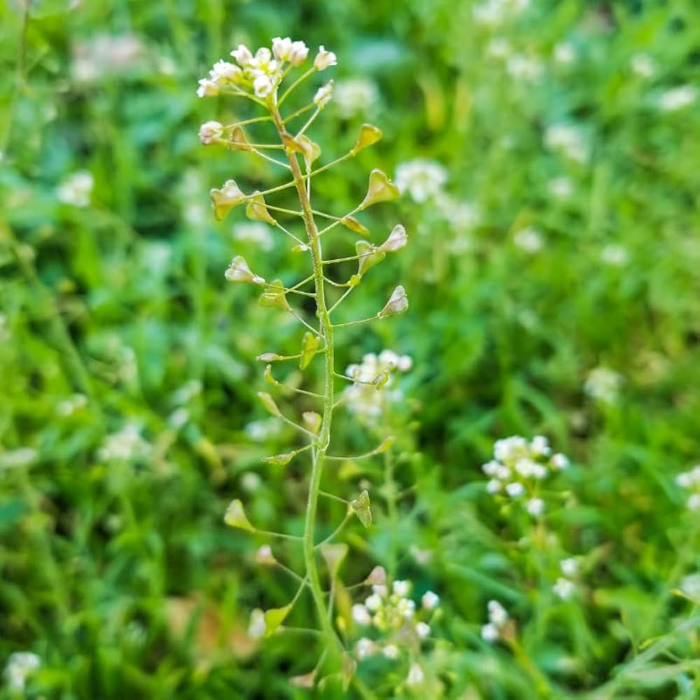 Shepherd's Purse Seeds Ideal for Planting