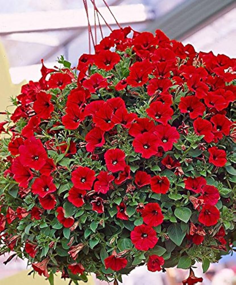 Pelleted Seeds Logro Red Petunia Large Flowers