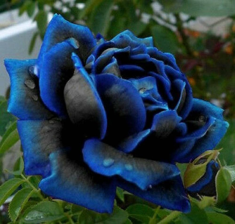 Midnight Supreme Dark Blue Rose Bush Flower Seeds for Planting Stunning Floral Elegance for Your Garden