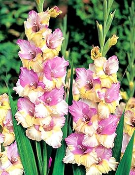 Pink Sweet Pea Flower Seeds for Planting Seasonal Bloomer Heirloom & GMO Free Seeds for Home Garden
Sale for planting in home garden