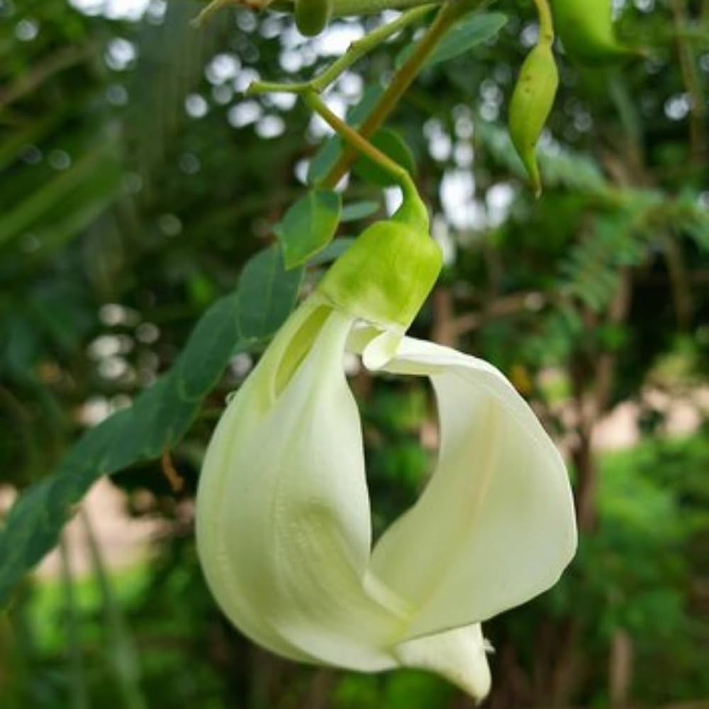 Heron Flower seeds blooming in flower beds, containers, borders, and pollinator-friendly gardens