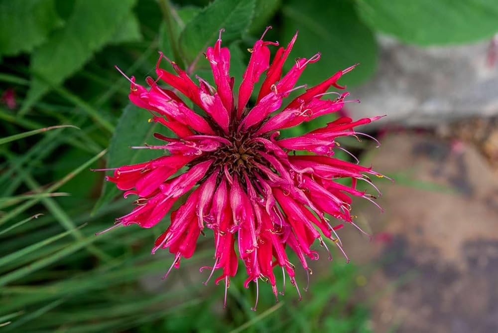Bergamot Monarda Didyma Seeds for Planting Monarda didyma for flower beds and herb gardens