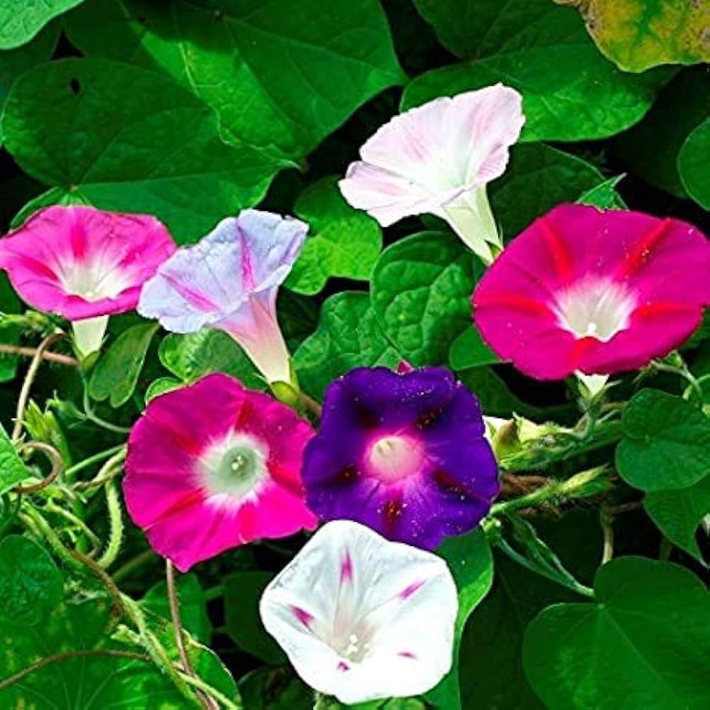 Glory Morning Glory Flower Seeds for Planting
