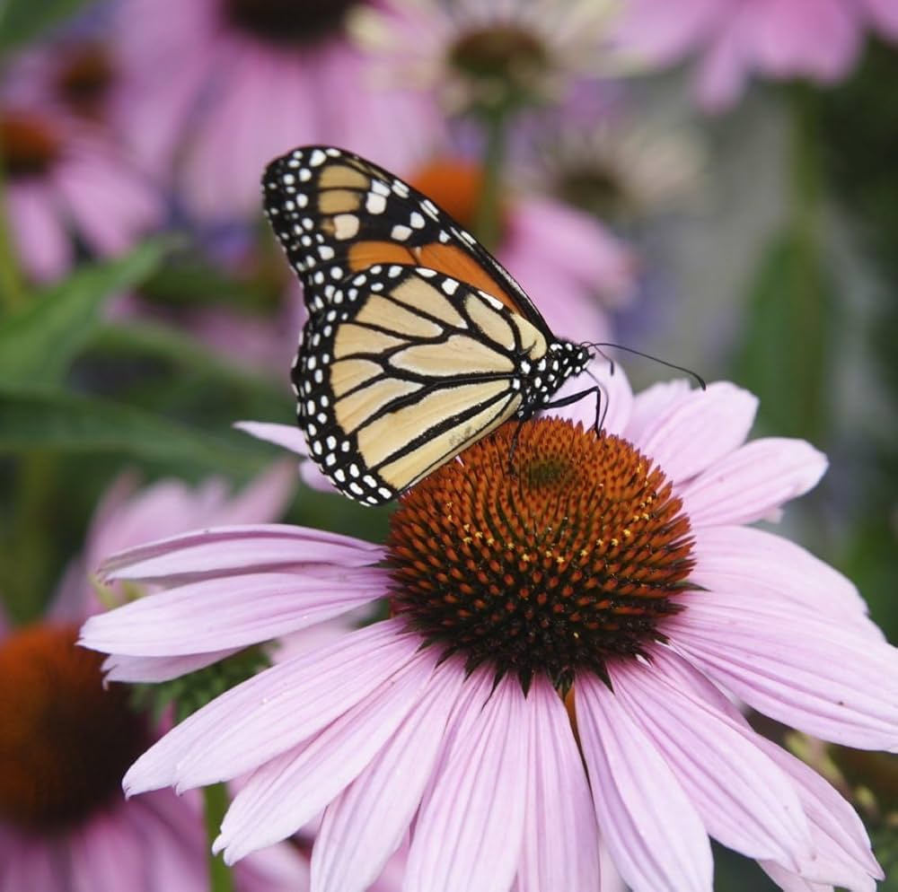 Echinacea Secret Affair Chrysanthemum Echinacea purpurea Seeds for Planting in Flower Bed