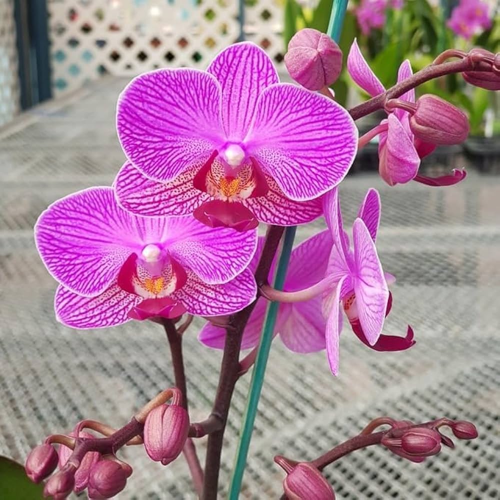 Green Pink Phalaenopsis Orchid Flower Seeds for Garden Vibrant Colors Heirloom & GMO Free Seeds for Home Garden Sale blooming in flower beds, containers, borders, and pollinator-friendly gardens