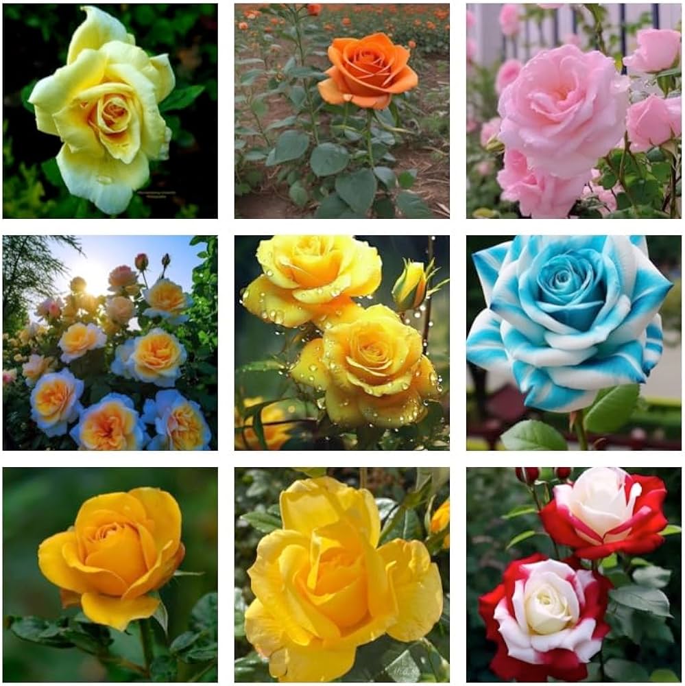 Mixed Rose Rosa spp. Seeds for Planting - Ideal for Flower Bed & Garden