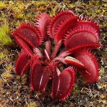 Insectivorous Flower seeds blooming in flower beds, containers, borders, and pollinator-friendly gardens