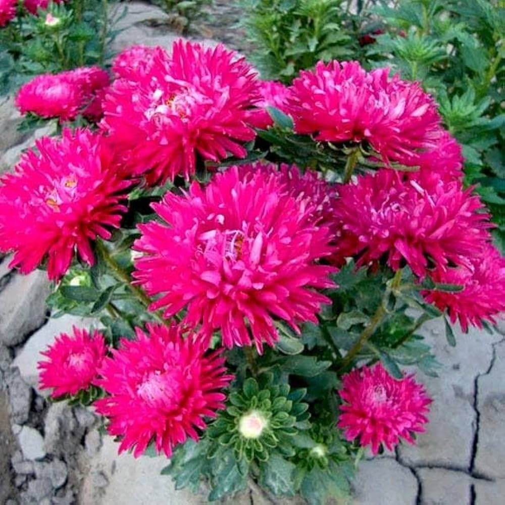 Pink Aster Callistephus Flower Seeds for Planting Low Maintenance Heirloom & GMO Free Seeds for Home Garden Sale