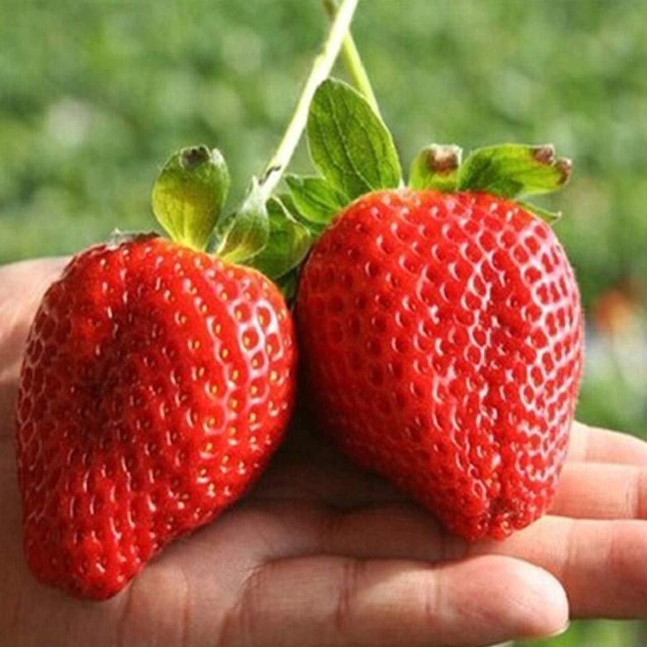 Mini Strawberry Rare Small Child Potted Seeds