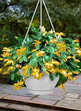 Multi Nasturtium Flower Seeds for Garden Shade Tolerant Heirloom & GMO Free Seeds for Home Garden
Sale for planting in home garden