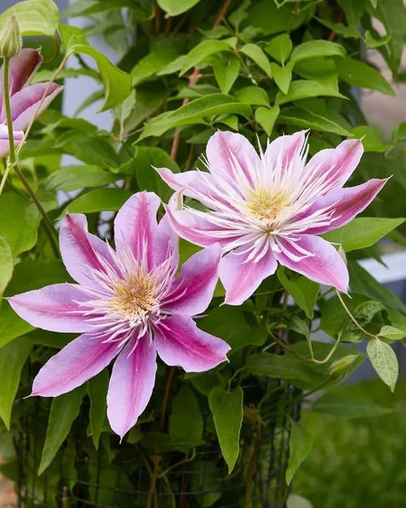 Peach Clematis Flower seeds blooming in flower beds, containers, borders, and pollinator-friendly gardens