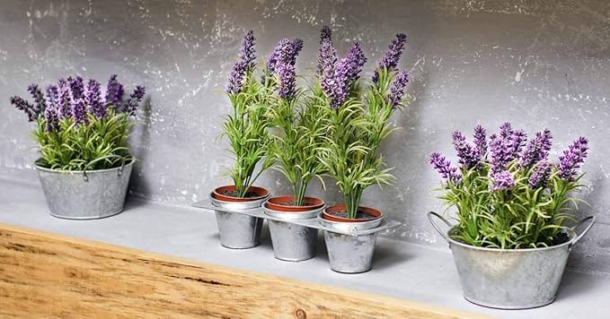 Lavender Lavandula angustifolia Seeds for Planting in Flower Bed & Garden